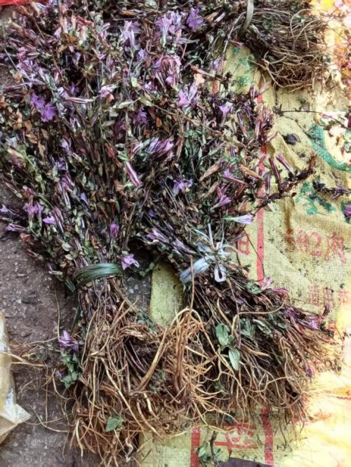 仁心仁术五十载，大医精诚暖滇南——记云南民间中医王世文