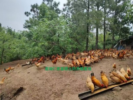 喜迎两会特别报道 生态养殖赋能乡村振兴：湖北乡土优品的“土鸡”突围之路